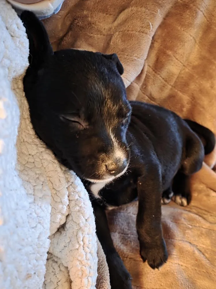 A baby medium-sized female Tricolor (Brown, Black, & White) Mixed Breed dog named Myrtle for adoption in Clinton Township, MI