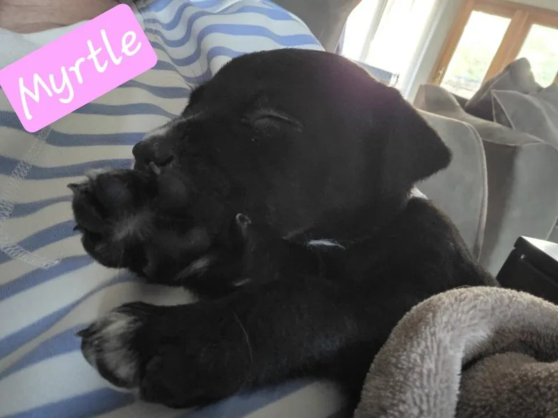 Myrtle thumbnail 2