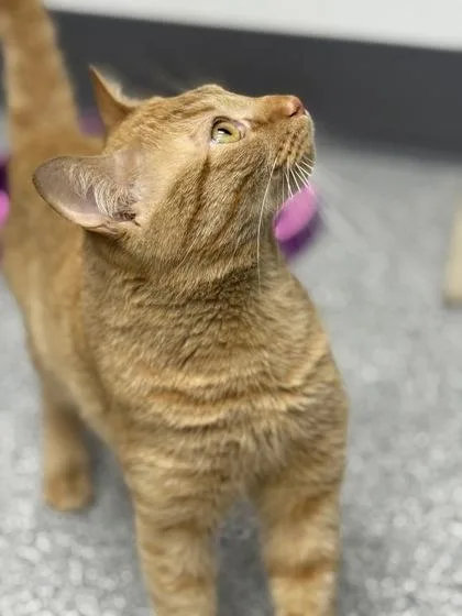 An adult medium-sized male Orange / Red Domestic Short Hair cat named Bixby for adoption in Tinley Park, IL