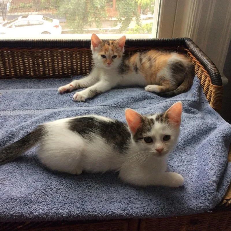 A baby small-sized female White Domestic Short Hair cat named Tofu Ramishvili for adoption in Merrifield, VA