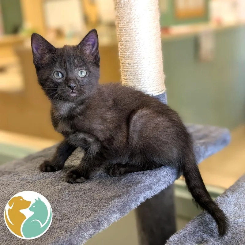 A baby small-sized female Black Domestic Short Hair cat named Scribble for adoption in Toledo, OH