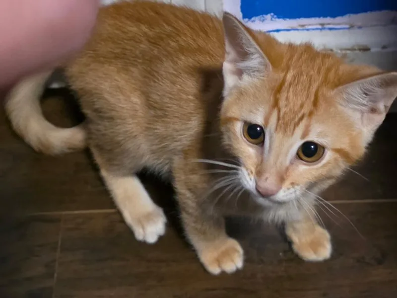 Simba