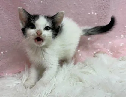 A young medium-sized female Black & White / Tuxedo Domestic Short Hair cat named Lady for adoption in Clarkesville, GA