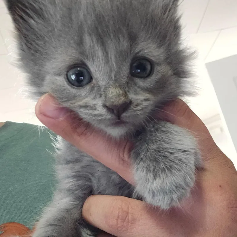 A young medium-sized female Gray / Blue / Silver Domestic Medium Hair cat named Roxanne for adoption in Hanna City, IL