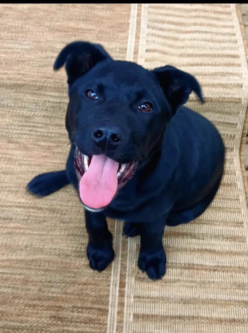 Wilshire thumbnail 2