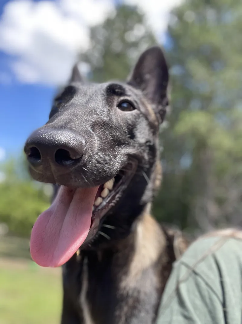 A young medium-sized female Belgian Shepherd / Malinois dog named Athena for adoption in Lancaster, SC