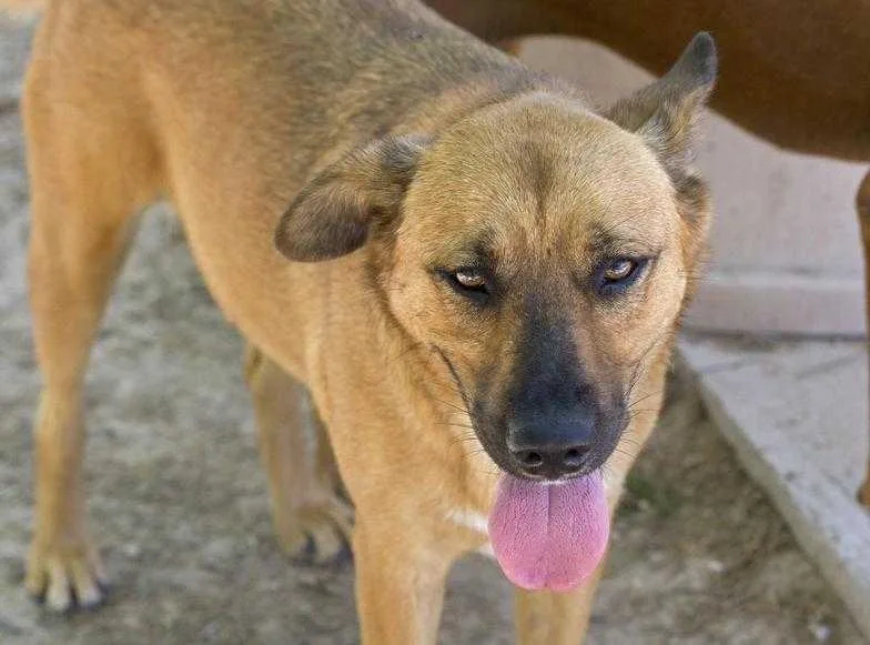 Mickey Michael Angelo