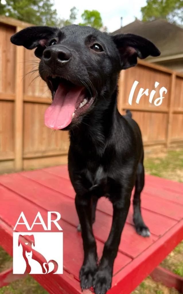 A baby small-sized female Chihuahua dog named Iris for adoption in Magnolia, TX
