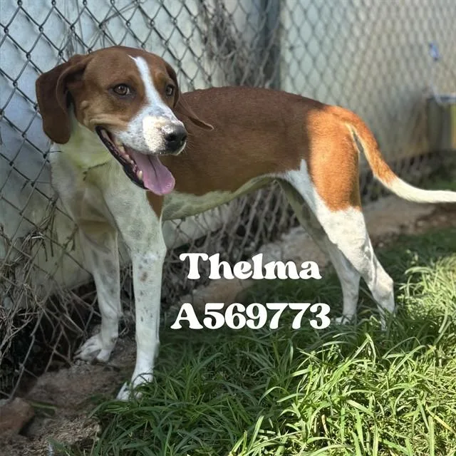 An adult medium-sized female Treeing Walker Coonhound dog named Thelma for adoption in Huntsville, AL
