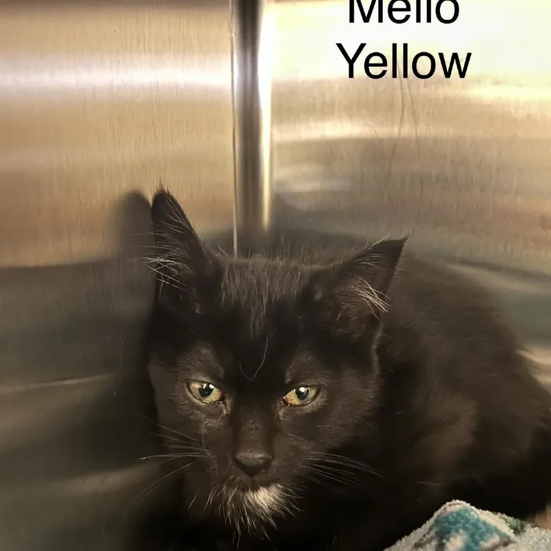 A baby small-sized female Black Domestic Long Hair cat named Mello Yello for adoption in Knoxville, TN