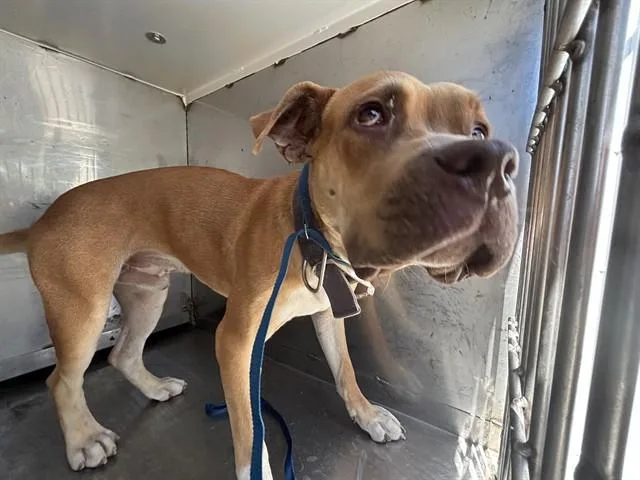 A young large-sized male Pit Bull Terrier dog named Bullet for adoption in Bakersfield, CA