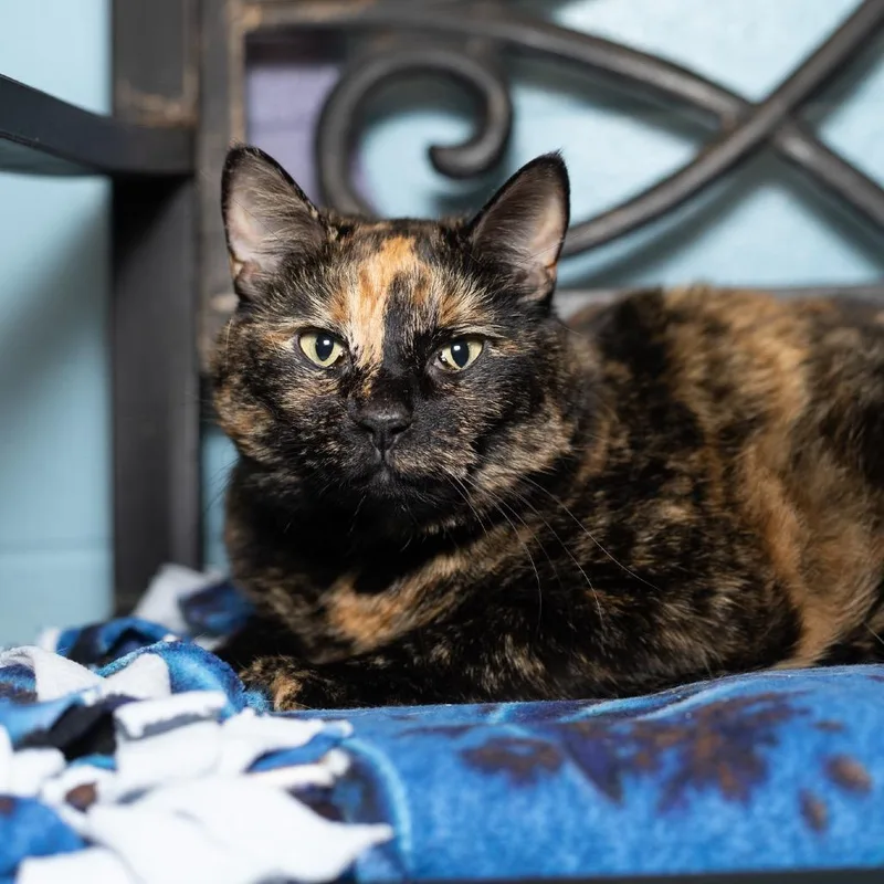 An adult large-sized female Tortoiseshell Domestic Short Hair cat named Milady for adoption in Evansville, IN