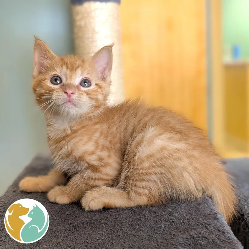 A baby small-sized male Orange / Red Domestic Short Hair cat named Seth for adoption in Toledo, OH