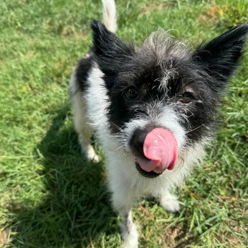 An adult small-sized female White / Cream Terrier dog named Friday for adoption in Houston, TX