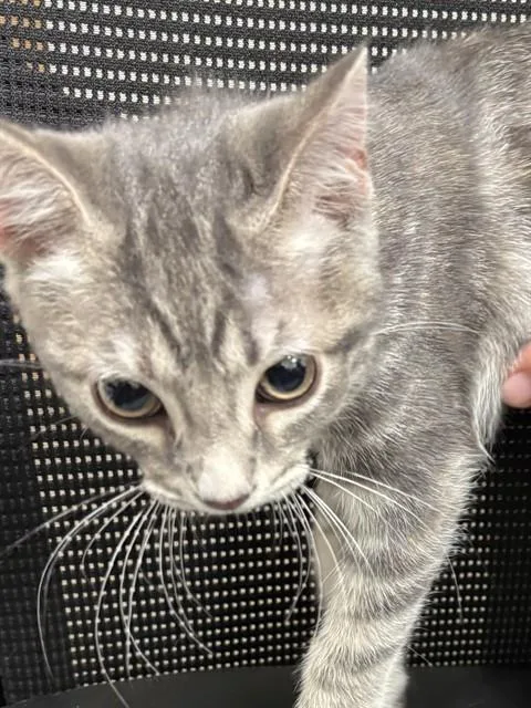 A baby small-sized female Domestic Short Hair cat named Sasha for adoption in Upper Marlboro, MD