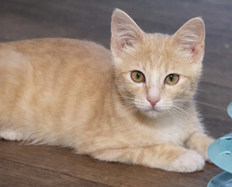 A baby small-sized female Domestic Short Hair cat named Moxie B. for adoption in Buhl, ID