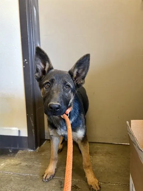 A baby medium-sized female German Shepherd Dog dog named Solstice for adoption in Ontario, CA
