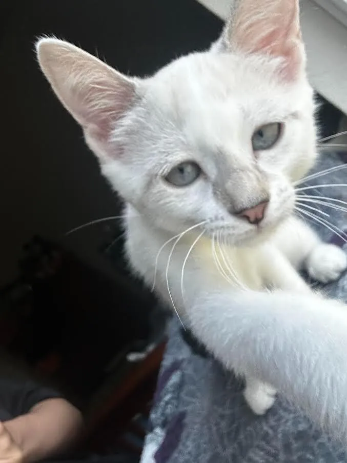 A baby small-sized female Domestic Short Hair cat named Scampi for adoption in New Braunfels, TX