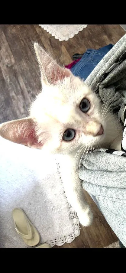 Scampi thumbnail 3