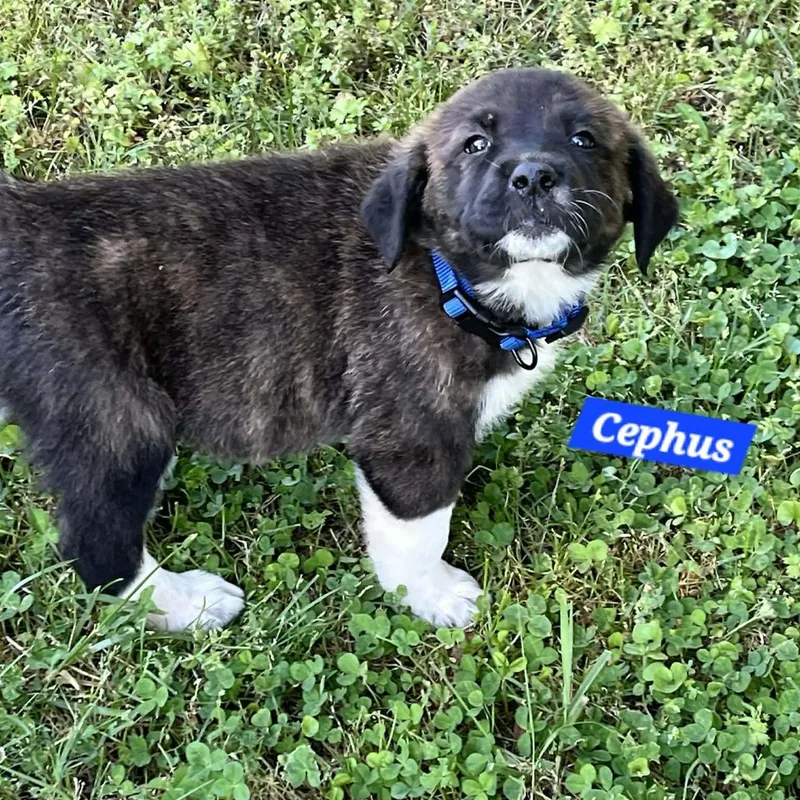 Cephus Enchanted thumbnail 2