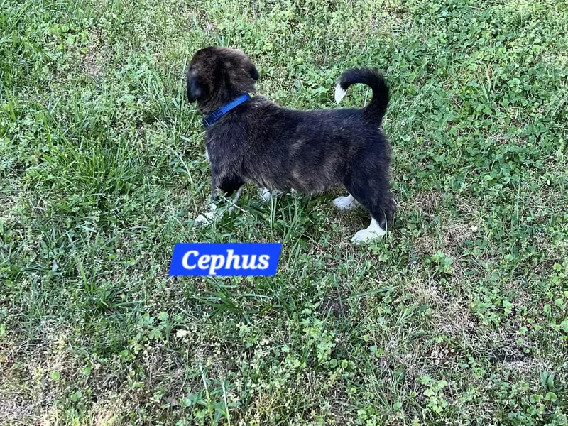 Cephus Enchanted thumbnail 3