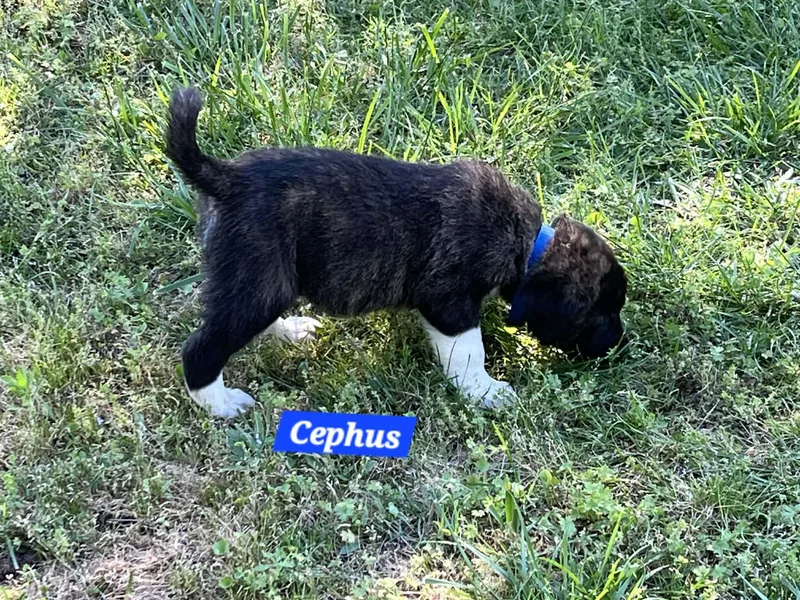 Cephus Enchanted thumbnail 4