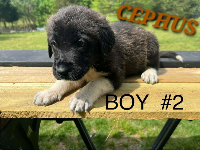 Cephus Enchanted thumbnail 5