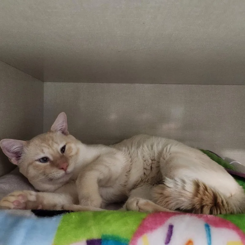 A baby large-sized male Flame Point Domestic Short Hair cat named Rudy for adoption in Grand Rapids, MI