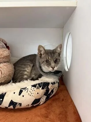 An adult small-sized male Domestic Short Hair cat named Mouse for adoption in Manteo, NC