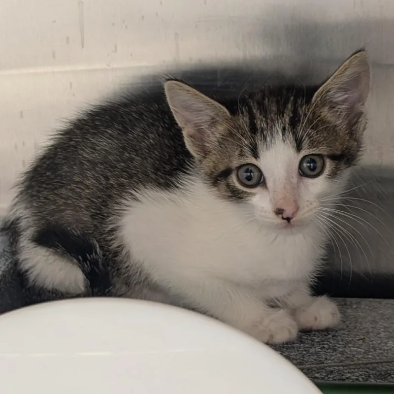 A baby small-sized male Gray / Blue / Silver Domestic Short Hair cat named Tarzan for adoption in Emporia, KS