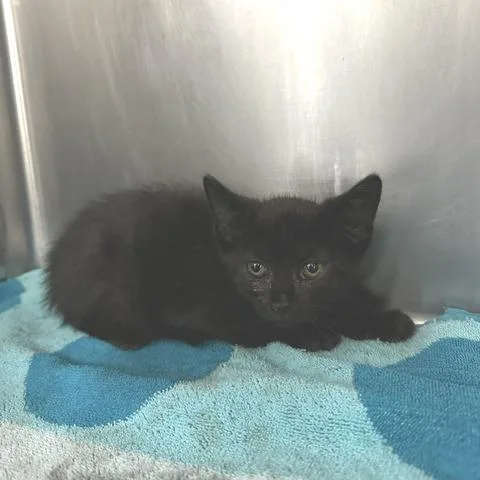 A baby small-sized female Black Domestic Short Hair cat named Lexie for adoption in Indianapolis, IN