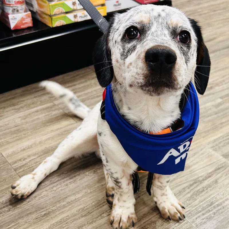 A baby medium-sized male Bicolor Mixed Breed dog named Rocky for adoption in Salem, OR