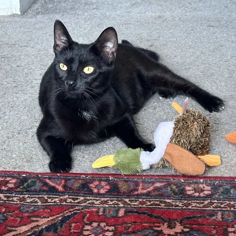 A young small-sized female Black Domestic Short Hair cat named Banshee for adoption in Detroit, MI