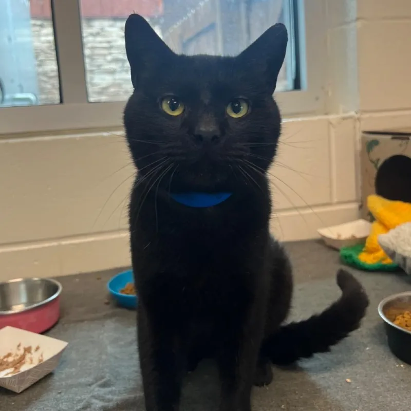 An adult large-sized male Domestic Short Hair cat named Quince for adoption in Fairport, NY