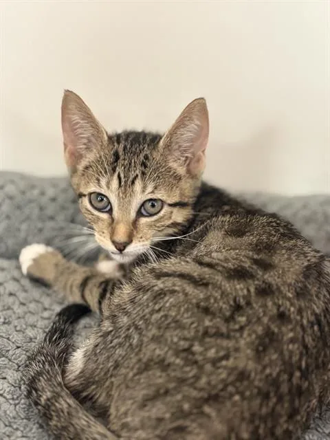A baby small-sized female Domestic Medium Hair cat named Biscuit for adoption in Sugar Land, TX