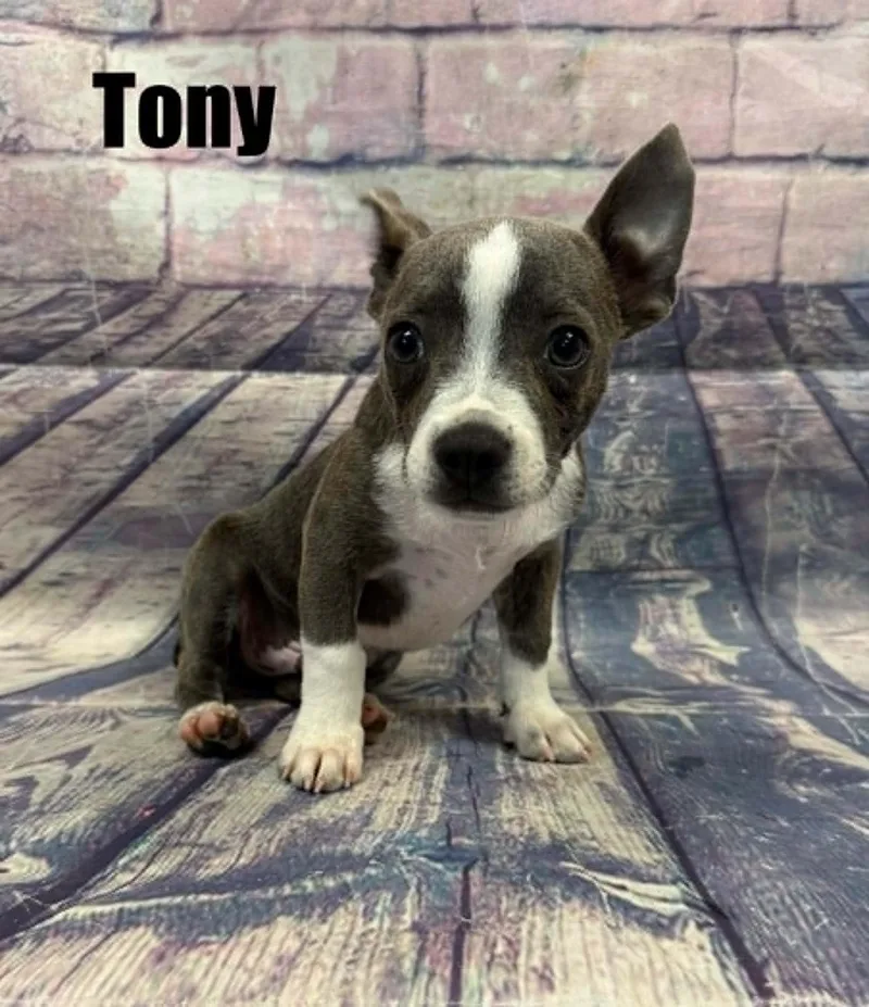 A baby small-sized male Gray / Blue / Silver Boston Terrier dog named Tony for adoption in Quincy, MI