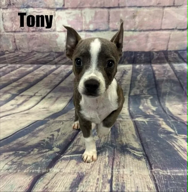 Tony thumbnail 2