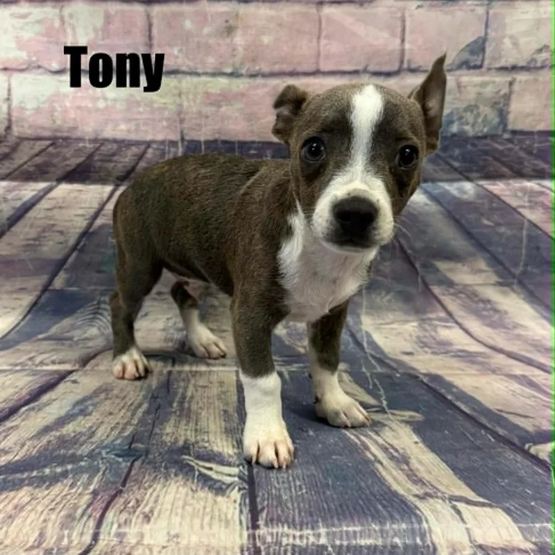 Tony thumbnail 3