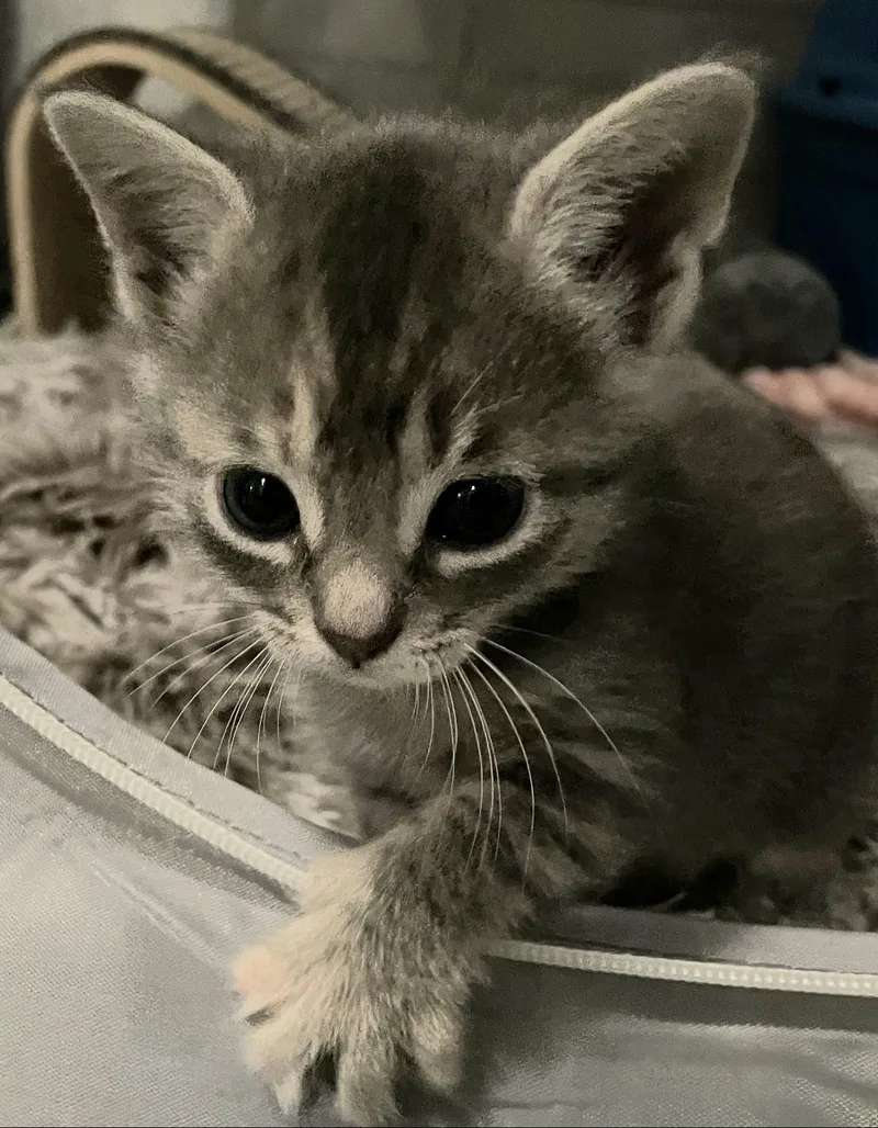 A baby medium-sized female Tabby (Tiger Striped) Tabby cat named Greta for adoption in Elgin, SC