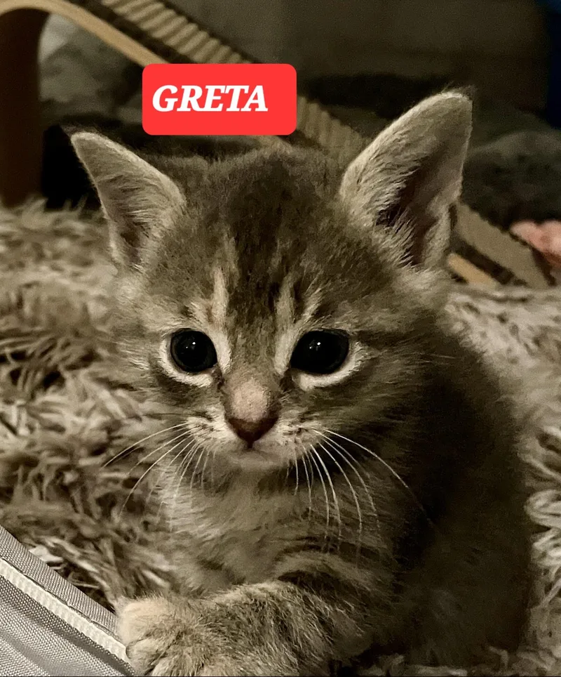 Greta thumbnail 3
