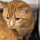 An adult medium-sized male Tabby (Orange / Red) Domestic Short Hair cat named Punk for adoption in Allegan, MI