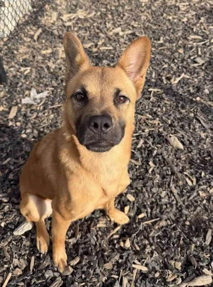 An adult medium-sized female Mixed Breed dog named Irene for adoption in Atlanta, GA