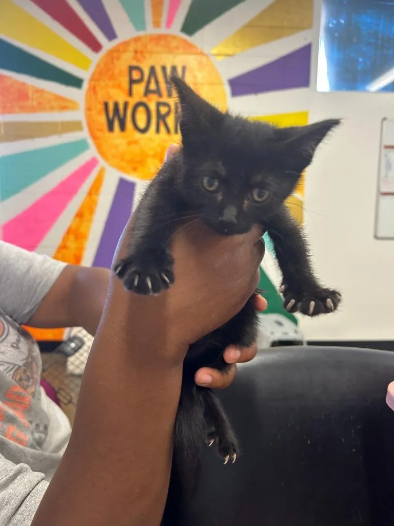 A baby small-sized female Domestic Short Hair cat named Shadee for adoption in Thousand Oaks, CA