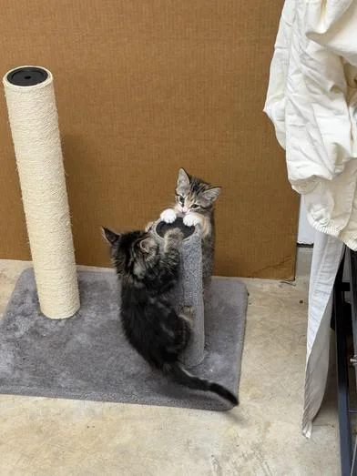 A baby medium-sized male Black Domestic Medium Hair cat named Hershey for adoption in Liverpool, TX