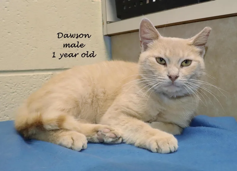 A young medium-sized male Tabby (Buff / Tan / Fawn) Tabby cat named Dawson for adoption in Euclid, OH