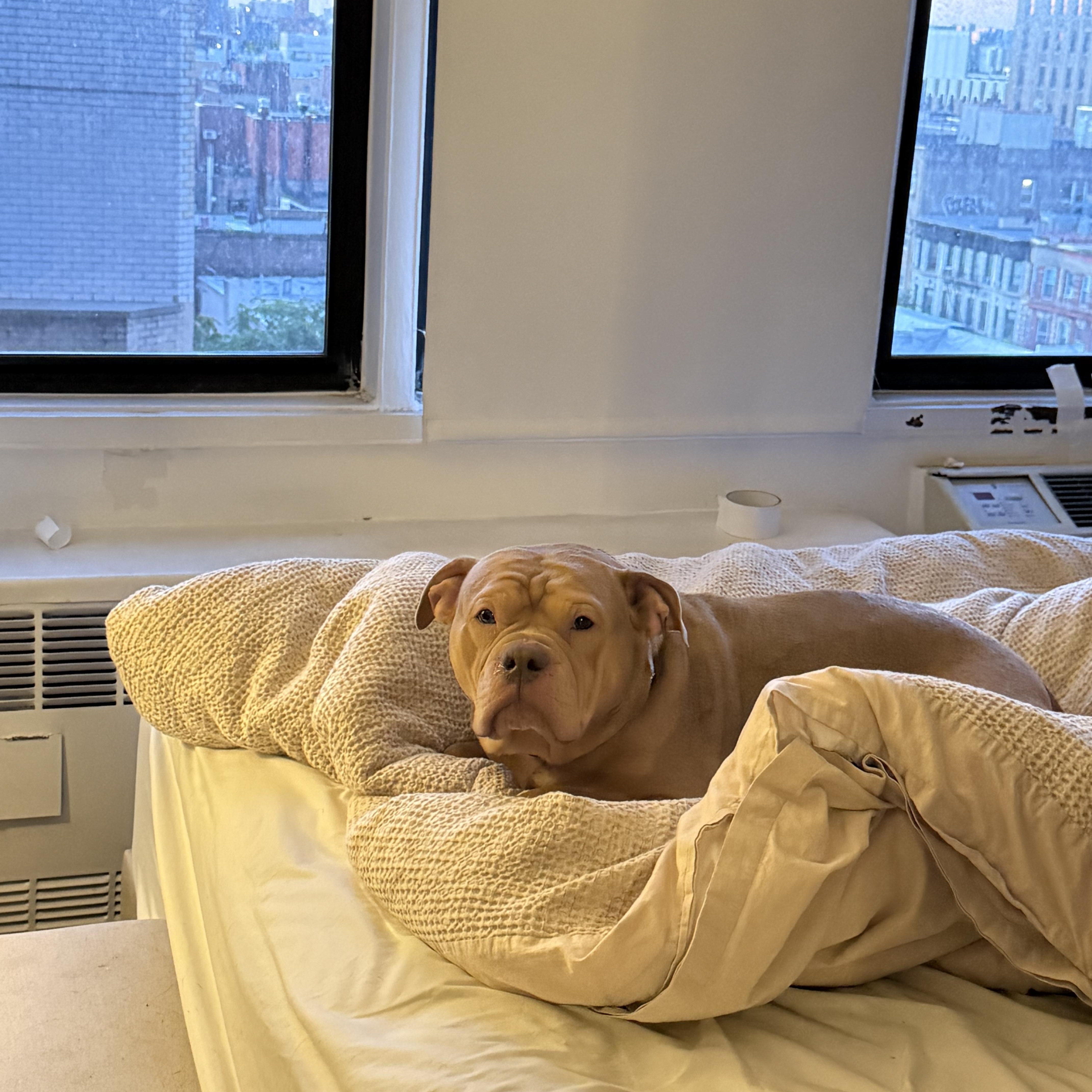 A young medium-sized male Apricot / Beige Mixed Breed dog named Goose for adoption in Vassalboro, ME