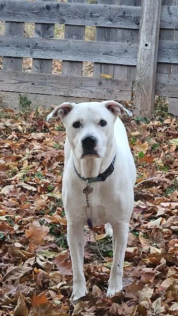An adult large-sized male Boxer dog named Caine for adoption in Greensburg, IN