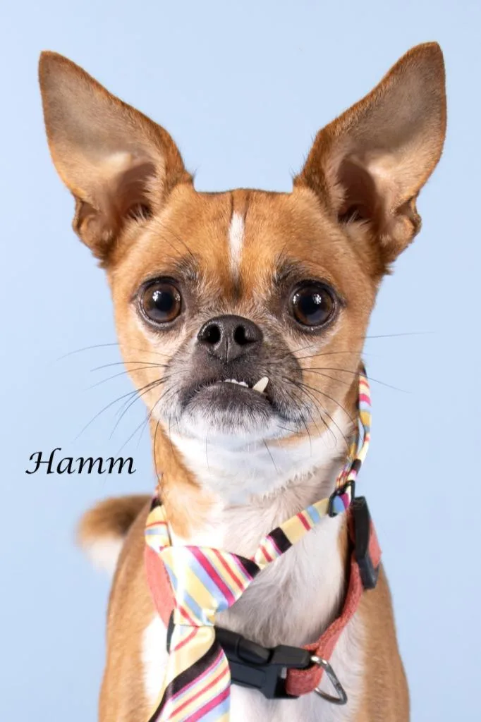 A young small-sized male Chihuahua dog named Hamm for adoption in Gilbert, AZ