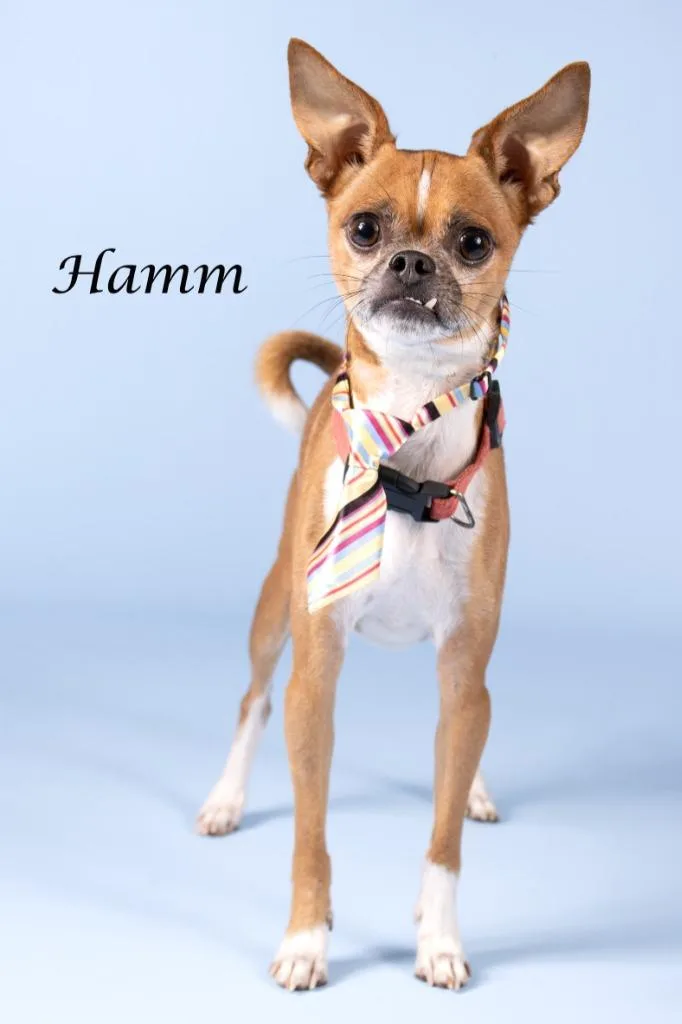 Hamm thumbnail 2