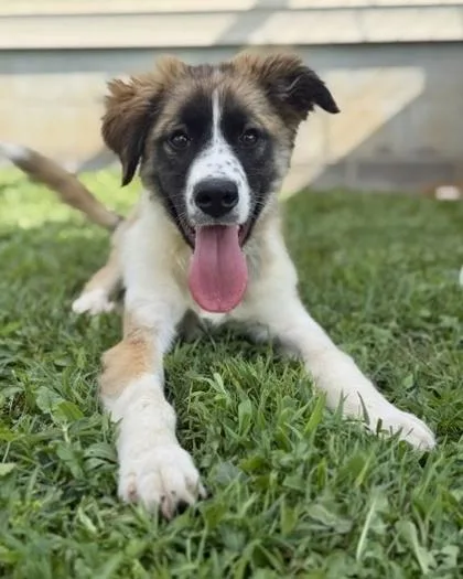 A baby large-sized female Saint Bernard dog named Lizzie for adoption in Malvern, PA